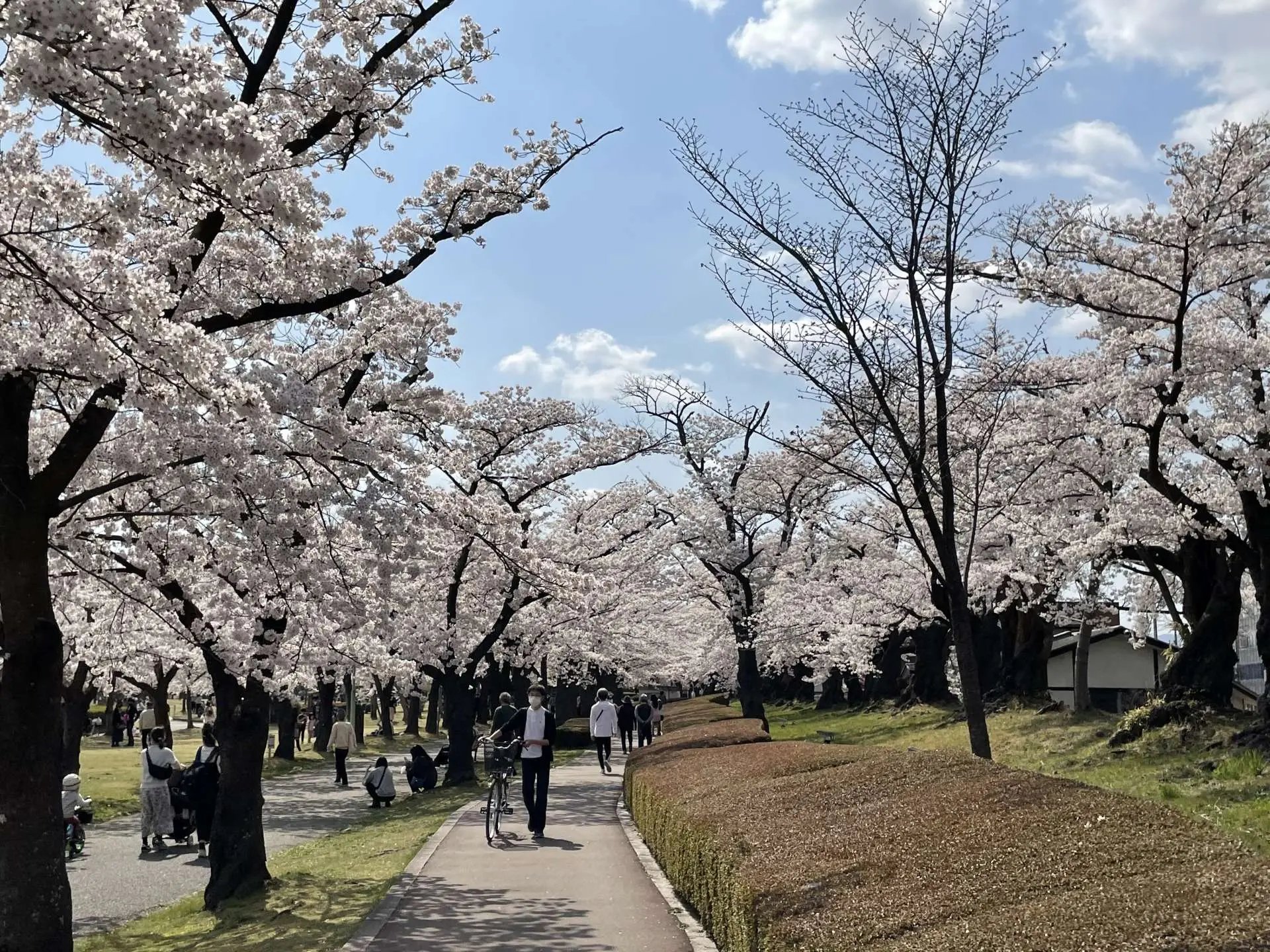 🌸 카이세이 산 공원(카이세이잔코엔) 이미지 12